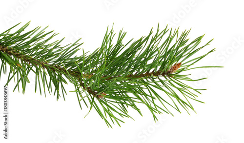Canvas-taulu Evergreen fresh twig of Christmas tree isolated on white or transparent backgrou