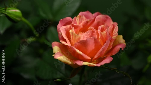 Orange Striped Rose and Bud with Water Droplets on Wet Leaves