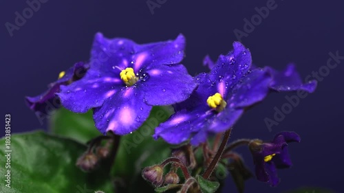 Deep Violet African Violets with Dew Drops on a Dark Background