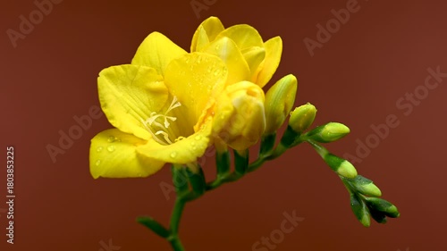 Luminous Yellow Freesia Flowers and Buds on Warm Brown Backdrop