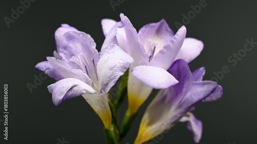 Soft Lavender Freesia Flowers and Buds on Warm Background