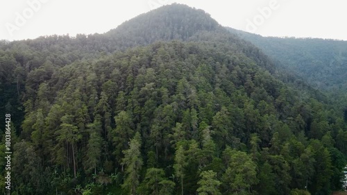 forest in the mountains