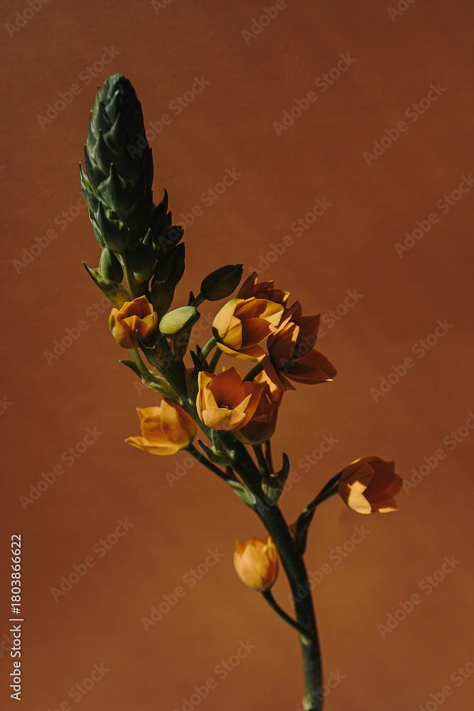 Fototapeta premium Close-Up of Orange Ornithogalum Flower