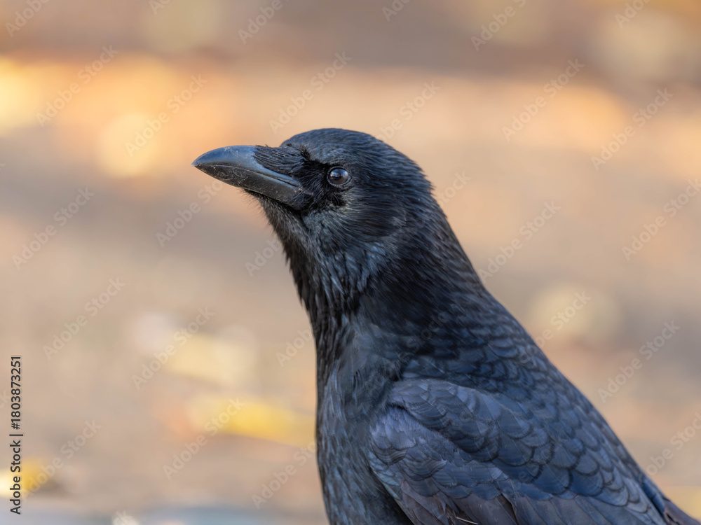 Fototapeta premium High Resolution PortraIt of a Raven with golden Autumn Background High quality photo