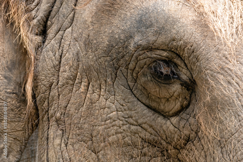 Obraz premium Close-up of an elephant's eye wildlife sanctuary wildlife natural habitat intimate perspective