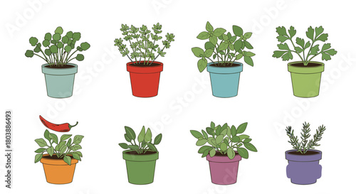 Colorful collection of potted herbs and a chili pepper plant arranged in a grid, showcasing fresh greenery and vibrant ceramic containers.