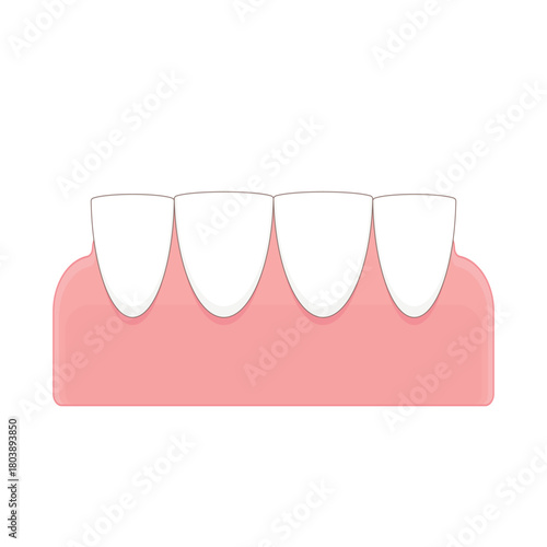 Lower front teeth on the gums cartoon cute