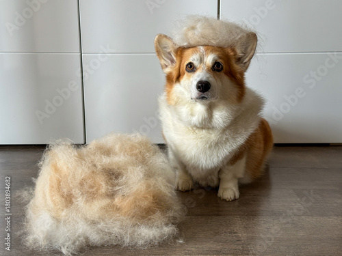 Corgi Resting Beside a Pile of Fur, Looking Into the Camera