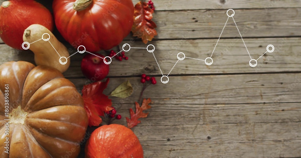 Fototapeta premium Displaying ribbed tan pumpkin, orange gourds on plank with white dotted line overlay, copy space