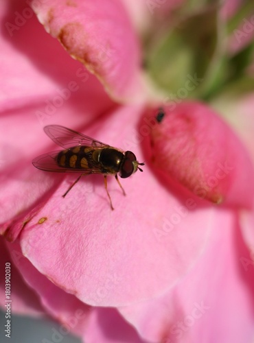 fly on pink flower