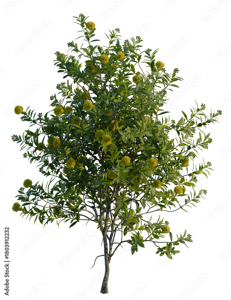 Fototapeta premium Xanthostemon chrysanthus tree, front view, cutout, transparent background, isolate, Blooming goldenrod shrub tree adds natural beauty to any landscape design