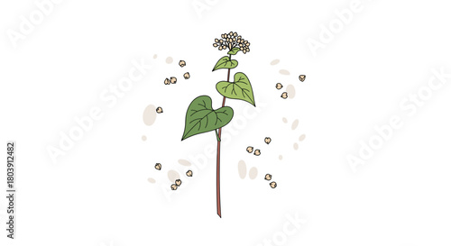 A Close Up View of a Buckwheat Plant with Numerous Small Blossoms and Leaves Against a White Background with Subtle Speckles