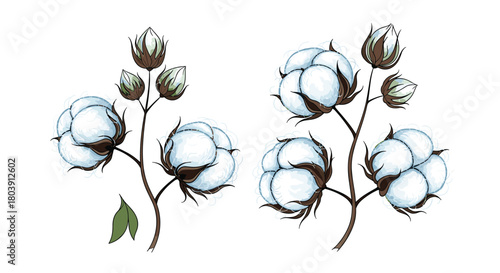 Delicate Cotton Stems with Bolls and Buds Detailed Botanical Illustration of Cotton Plants