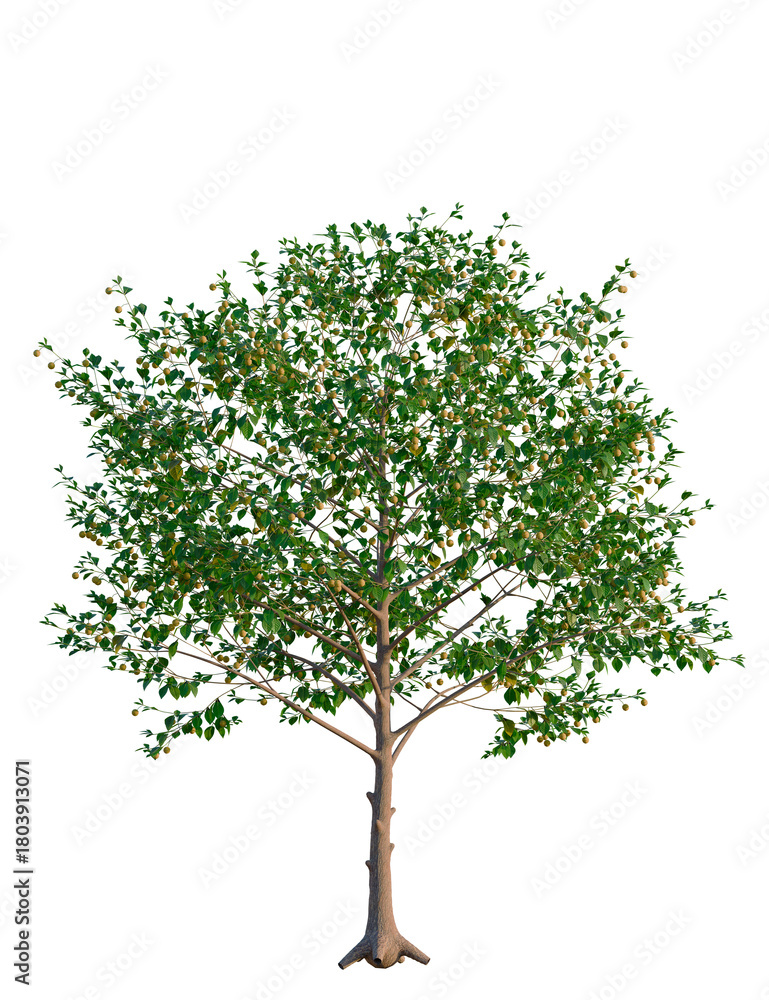 Obraz premium Neolamarckia cadamba tree, front view, cutout, transparent background, isolate, Lush tree bearing fruit, vibrant foliage for warm climate design needs