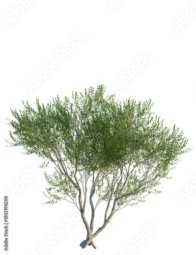 Olea europaea Wilsonii tree, front view, cutout, transparent background, isolate, Lush green tree with slender branches ready for landscape designs