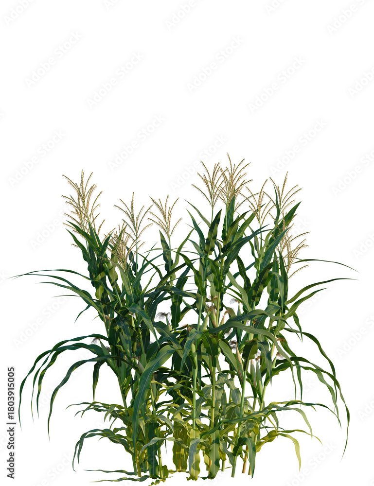Fototapeta premium Zea mays tree, front view, cutout, transparent background, isolate, Vibrant green corn stalks with tassels ready for harvest season
