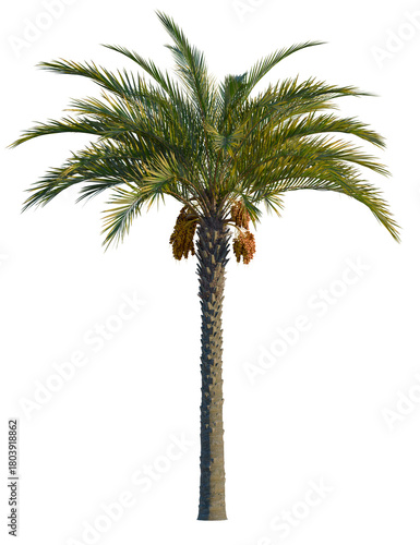 Phoenix dactylifera tree, front view, cutout, transparent background, isolate, Vibrant date palm tree with bountiful fruit clusters ready for harvest