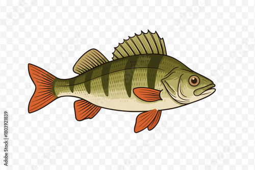 Colorful freshwater fish with vertical stripes and bright orange fins