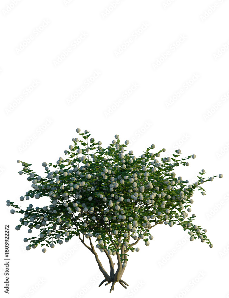Fototapeta premium Viburnum opulus tree, front view, cutout, transparent background, isolate, Lush green and white flowering shrub, perfect for garden design projects