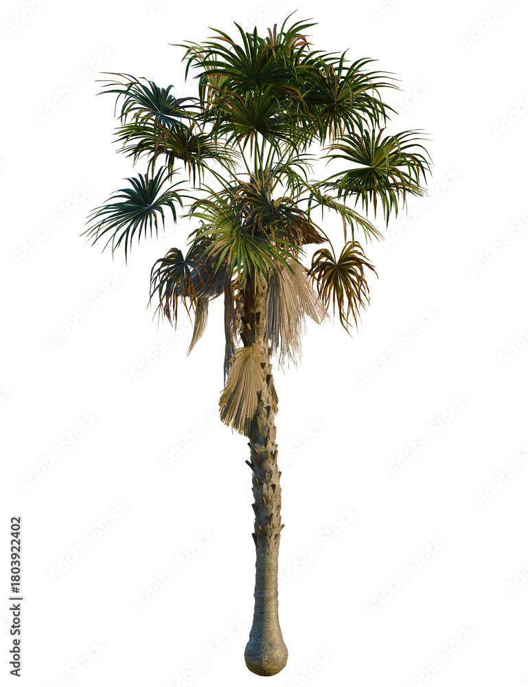 Fototapeta premium Coccothrinax miraguama tree, front view, cutout, transparent background, isolate, Stunning palm tree isolated on black, perfect for tropical vacation themes