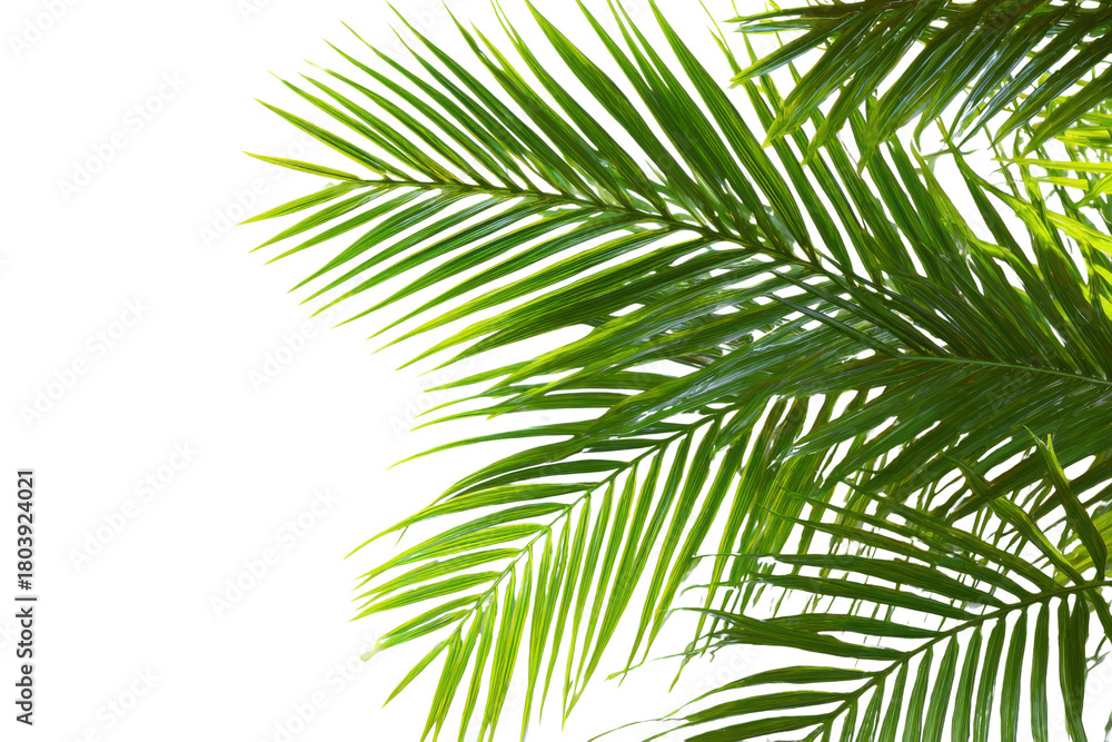 Obraz premium Bright green palm fronds against a stark black background with subtle light highlights leaf tropical, Isolated On Transparent Background, Png Cut Out