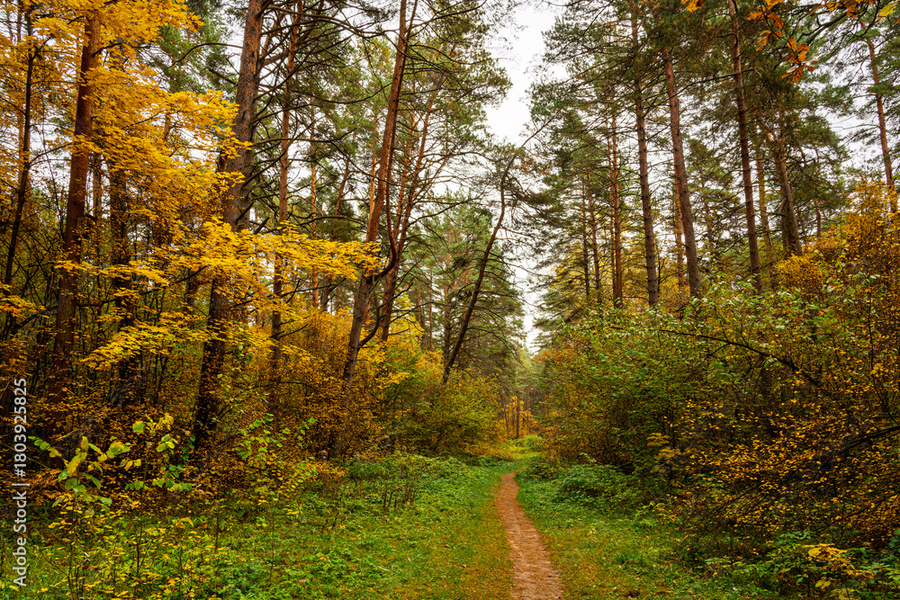 Obraz premium Forest path in autumn park with tall pine trees and golden foliage. Nature trail in seasonal woodland for outdoor activity. Scenic landscape.