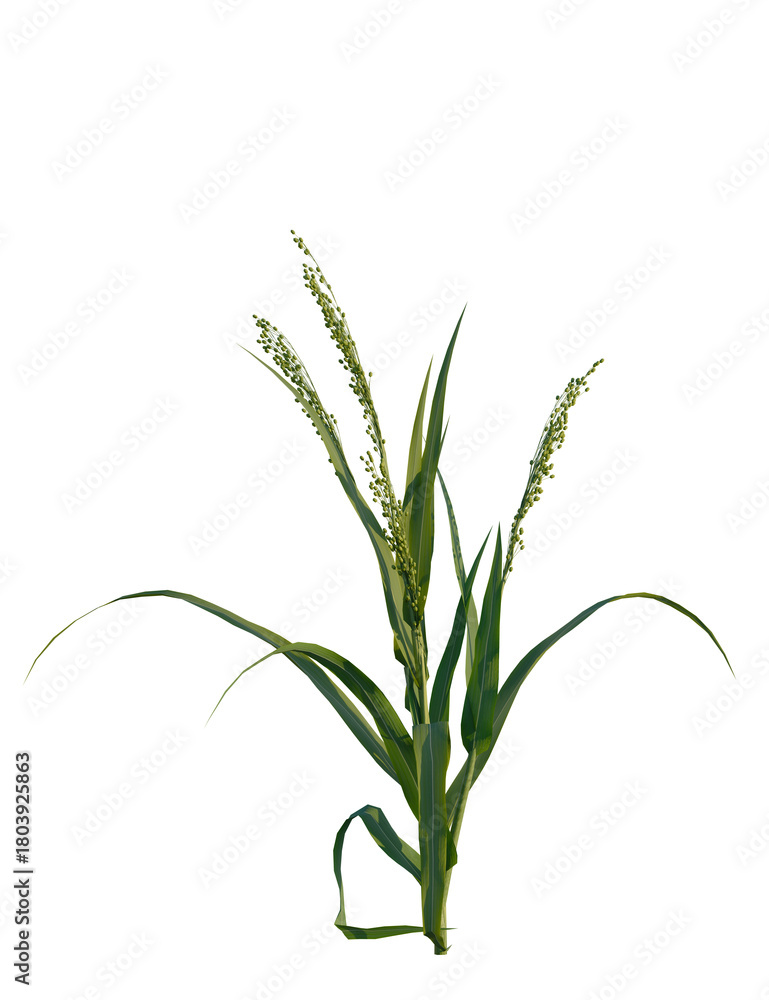 Obraz premium Panicum miliaceum tree, front view, cutout, transparent background, isolate, Vibrant green plant with seed heads, perfect for nature and growth concepts