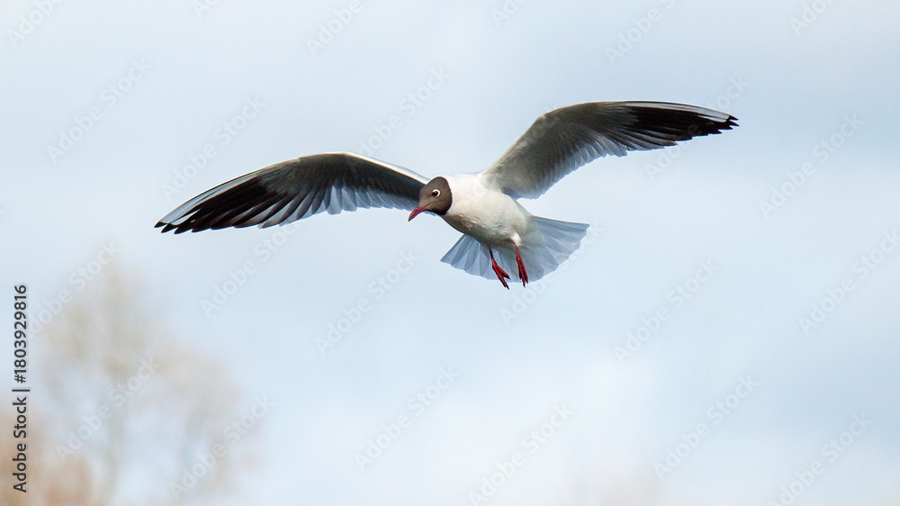 Fototapeta premium bird in flight