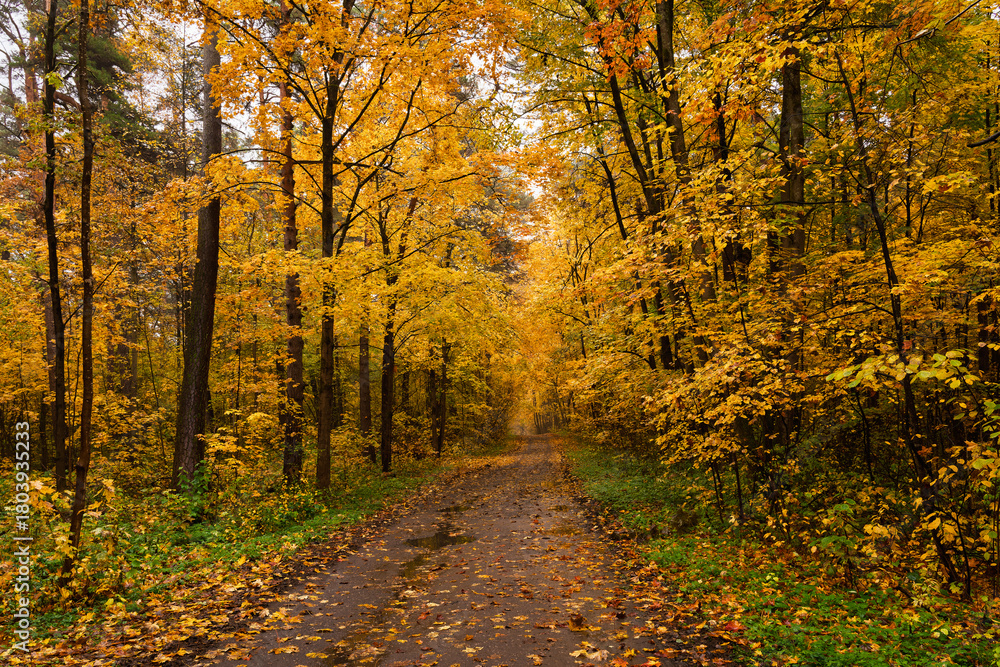 Fototapeta premium Empty road winding through vibrant autumn forest with tall trees and golden foliage. Nature landscape for background or design element.