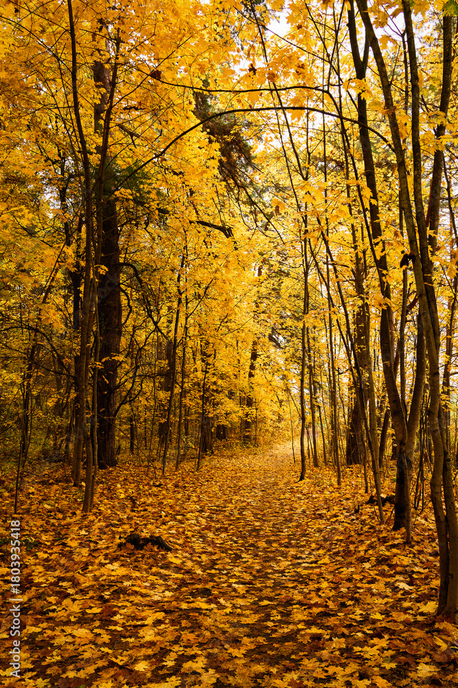 Fototapeta premium Path through vibrant autumn forest with bright yellow and gold leaves covering the ground and trees. Scenic fall landscape background.