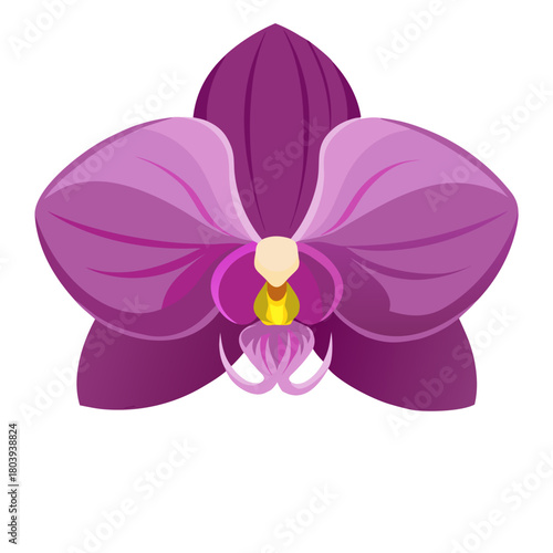 Single pink orchid flower. Isolated  vector Illustration on white background