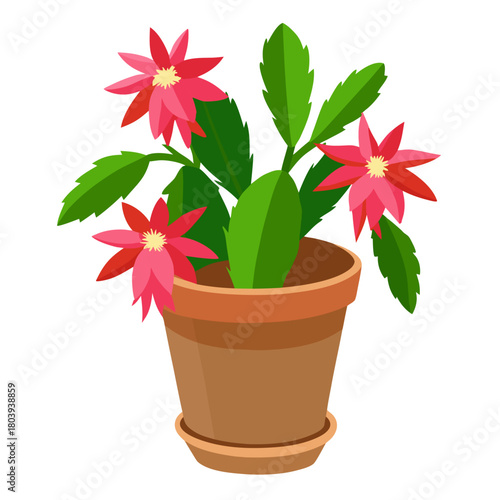 Potted christmas cactus with vibrant pink flowers and green leaves. Isolated vector illustration on white background