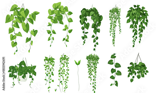 Set of hanging potted green ivy plants with trailing vines and heart shaped leaves in flat minimalist vector style for indoor garden decor and botanical design elements