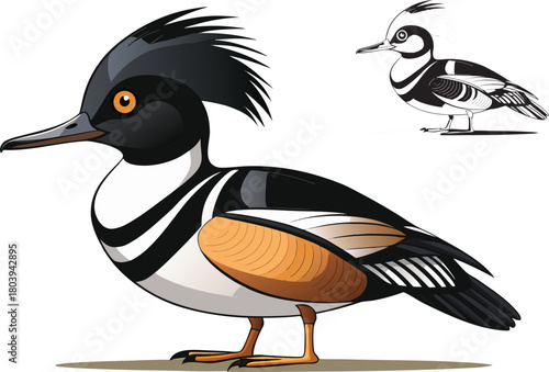 Hooded Merganser Bird Vector