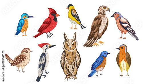 Species of north american bird with owl, hawk and wren