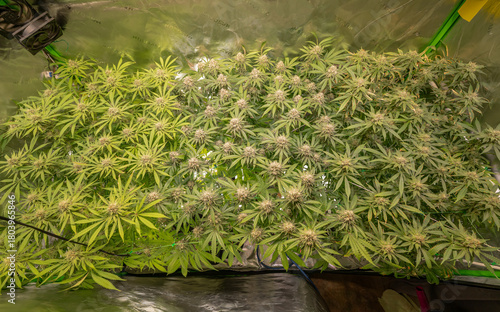 female blossom marijuana SoG Sea of Green net hemp cultivation technique Growing pot indoor bloom stage growth Medical