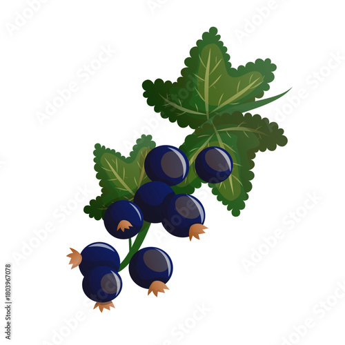 Black currant branch illustration with green leaves. Realistic black currant berry branch with detailed leaves, vibrant colors and natural shading for food, botanical and summer themes.