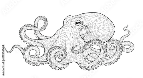 Detailed illustration of an octopus showcasing its intricate features.