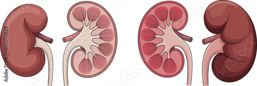 Human kidney anatomy illustrations showing cross-section renal structure, medical organ diagram, healthy kidneys vector set for healthcare education