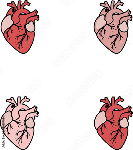 Human heart anatomy illustrations showing detailed cardiac organ structure, medical vector set for biology education, healthcare diagrams and anatomical learning