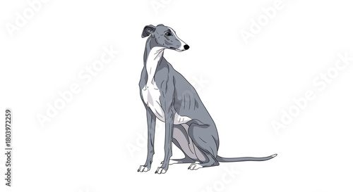 Elegant Greyhound Dog Sitting Gracefully Focused and Alert.