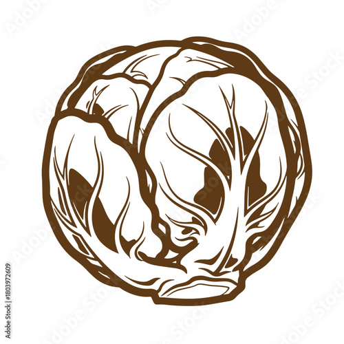 Detailed brown sketch of a fresh cabbage head isolated on a white background