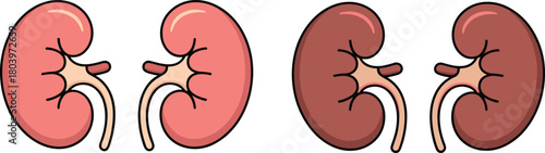 Cartoon kidneys illustration, human kidney anatomy, medical organ graphic, healthcare education design, nephrology concept art for clinics, science materials