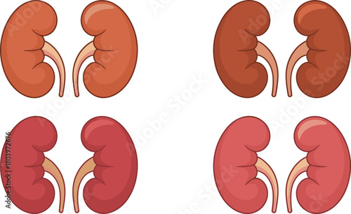 Human kidney pair vector set, anatomical kidney illustrations for medical study, nephrology education, healthcare graphics, biology diagrams and anatomy materials.
