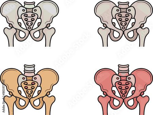 Human pelvic girdle with femur bones vector set, anatomical pelvis illustrations for medical study, orthopedic education, anatomy charts, and healthcare graphics.