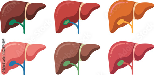 Human liver anatomy vector set in multiple colors for medical education, hepatology illustrations, healthcare infographics, and anatomical organ diagrams.
