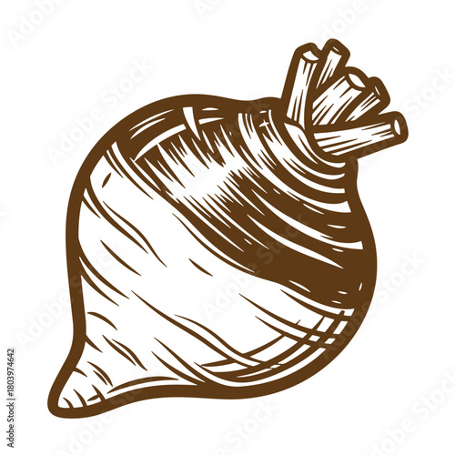 Detailed brown sketch vintage art illustration of a fresh and healthy beetroot vegetable
