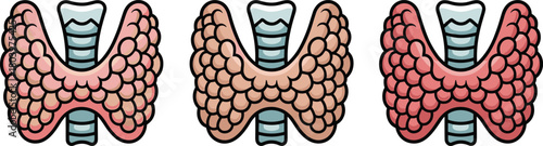 Thyroid gland anatomy vector set in multiple colors for medical education, endocrine system illustration, healthcare infographics, and anatomical diagrams.