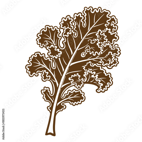 Detailed illustration of a kale leaf in sketch vintage art style on white background