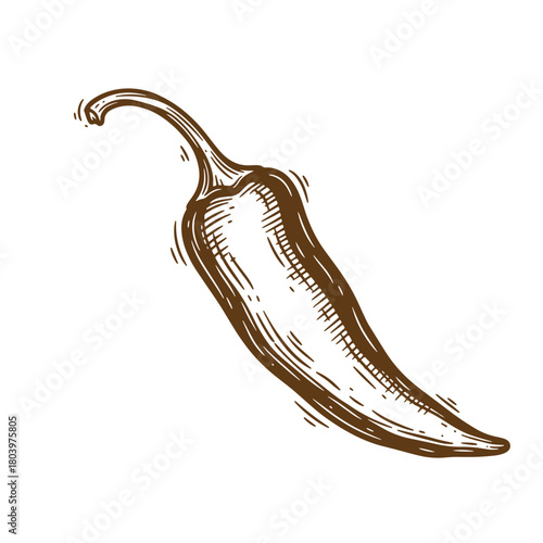 Hand drawn illustration of a single chili pepper in vintage sketch style vector art.